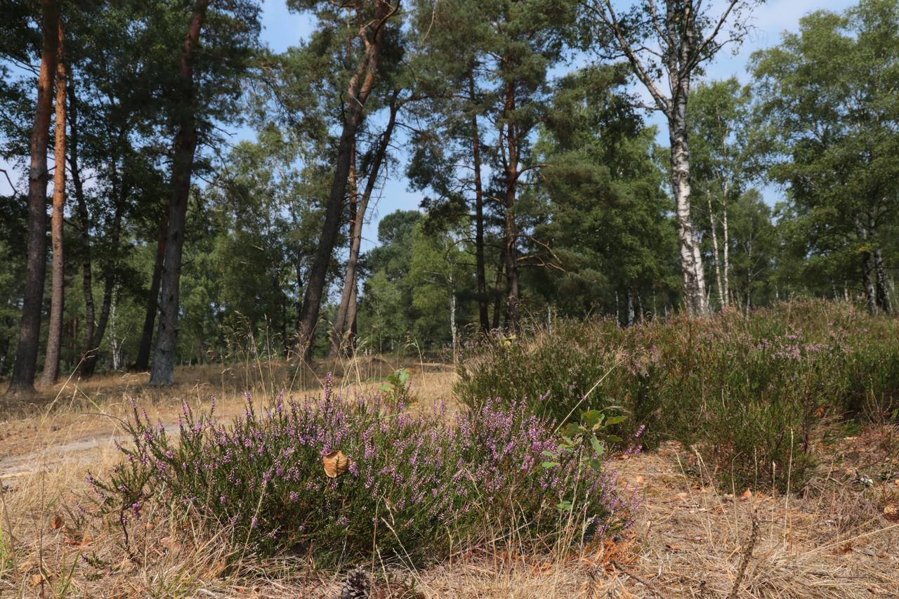 Ferienwohnungen Wahlers Bispingen Exterior foto